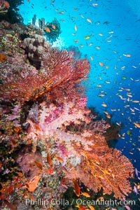 Colorful Dendronephthya soft corals and schooling Anthias fish on coral reef, Fiji, Dendronephthya, Pseudanthias, Vatu I Ra Passage, Bligh Waters, Viti Levu  Island