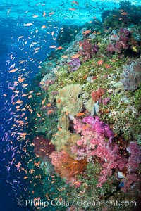 Colorful Dendronephthya soft corals and schooling Anthias fish on coral reef, Fiji, Dendronephthya, Pseudanthias, Vatu I Ra Passage, Bligh Waters, Viti Levu  Island