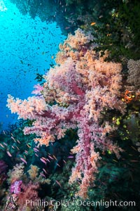 Dendronephthya Soft Corals on a Coral Reef, Fiji, Dendronephthya, Namena Marine Reserve, Namena Island