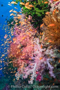 Vibrant Dendronephthya soft corals, green fan coral and schooling Anthias fish on coral reef, Fiji