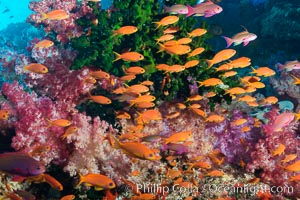 Vibrant Dendronephthya soft corals, green fan coral and schooling Anthias fish on coral reef, Fiji, Dendronephthya, Pseudanthias, Vatu I Ra Passage, Bligh Waters, Viti Levu  Island