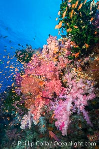 Vibrant Dendronephthya soft corals, green fan coral and schooling Anthias fish on coral reef, Fiji, Dendronephthya, Pseudanthias, Vatu I Ra Passage, Bligh Waters, Viti Levu  Island