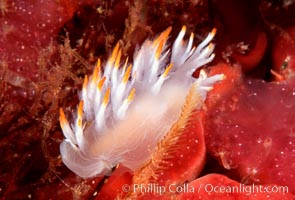 Dendronotus albus, San Miguel Island, California.