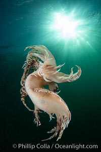 Dendronotus iris swimming nudibranch, Browning Pass, Vancouver Island