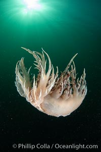 Dendronotus iris swimming nudibranch, Browning Pass, Vancouver Island, Dendronotus iris