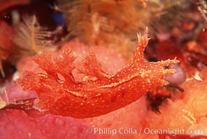 Nudibranch, Dendronotus, San Miguel Island