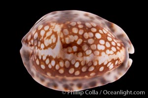 Depressed Cowrie, Cypraea depressa