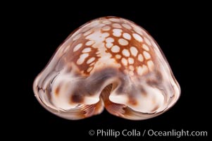 Depressed Cowrie, Cypraea depressa