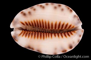 Depressed Cowrie, Cypraea depressa