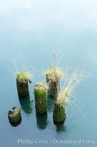 Derelict pilings, remnants of long abandoned piers, Columbia River, Astoria, Oregon