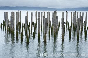 Derelict pilings, remnants of long abandoned piers, Columbia River, Astoria, Oregon