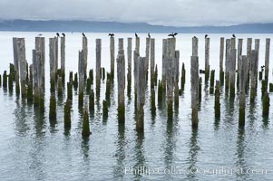 Derelict pilings, remnants of long abandoned piers, Columbia River, Astoria, Oregon