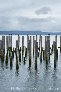 Derelict pilings, remnants of long abandoned piers, Columbia River, Astoria, Oregon