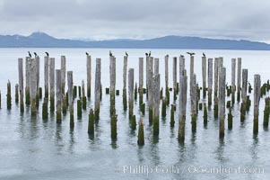 Derelict pilings, remnants of long abandoned piers, Columbia River, Astoria, Oregon