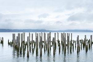 Derelicts pilings, remnants of long abandoned piers, Columbia River, Astoria, Oregon