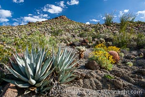 Desert agave, brittlebush and various cacti and wildflowers color the sides of Glorietta Canyon.  Heavy winter rains led to a historic springtime bloom in 2005, carpeting the entire desert in vegetation and color for months, Agave deserti, Encelia farinosa, Anza-Borrego Desert State Park, Borrego Springs, California