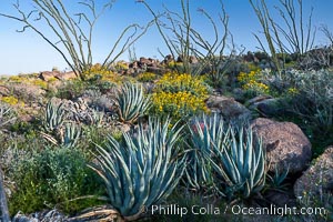 Desert agave, brittlebush, ocotillo and various cacti and wildflowers color the sides of Glorietta Canyon.  Heavy winter rains led to a historic springtime bloom in 2005, carpeting the entire desert in vegetation and color for months, Agave deserti, Encelia farinosa, Fouquieria splendens, Anza-Borrego Desert State Park, Borrego Springs, California