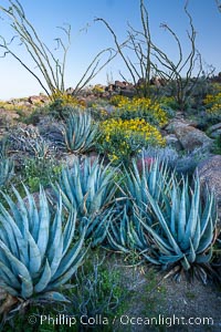 Desert agave, brittlebush, ocotillo and various cacti and wildflowers color the sides of Glorietta Canyon.  Heavy winter rains led to a historic springtime bloom in 2005, carpeting the entire desert in vegetation and color for months, Agave deserti, Encelia farinosa, Fouquieria splendens, Anza-Borrego Desert State Park, Borrego Springs, California