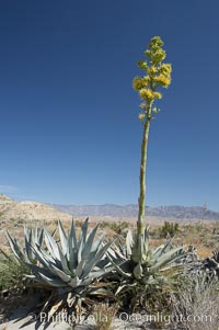 Desert agave, also known as the Century Plant, blooms in spring in Anza-Borrego Desert State Park. Desert agave is the only agave species to be found on the rocky slopes and flats bordering the Coachella Valley. It occurs over a wide range of elevations from 500 to over 4,000.  It is called century plant in reference to the amount of time it takes it to bloom. This can be anywhere from 5 to 20 years. They send up towering flower stalks that can approach 15 feet in height. Sending up this tremendous display attracts a variety of pollinators including bats, hummingbirds, bees, moths and other insects and nectar-eating birds., Agave deserti, natural history stock photograph, photo id 11557