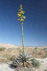 Desert agave, also known as the Century Plant, blooms in spring in Anza-Borrego Desert State Park. Desert agave is the only agave species to be found on the rocky slopes and flats bordering the Coachella Valley. It occurs over a wide range of elevations from 500 to over 4,000.  It is called century plant in reference to the amount of time it takes it to bloom. This can be anywhere from 5 to 20 years. They send up towering flower stalks that can approach 15 feet in height. Sending up this tremendous display attracts a variety of pollinators including bats, hummingbirds, bees, moths and other insects and nectar-eating birds, Agave deserti