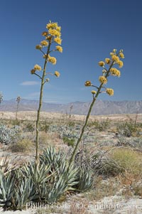 Desert agave, also known as the Century Plant, blooms in spring in Anza-Borrego Desert State Park. Desert agave is the only agave species to be found on the rocky slopes and flats bordering the Coachella Valley. It occurs over a wide range of elevations from 500 to over 4,000.  It is called century plant in reference to the amount of time it takes it to bloom. This can be anywhere from 5 to 20 years. They send up towering flower stalks that can approach 15 feet in height. Sending up this tremendous display attracts a variety of pollinators including bats, hummingbirds, bees, moths and other insects and nectar-eating birds, Agave deserti