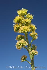 Desert agave, also known as the Century Plant, blooms in spring in Anza-Borrego Desert State Park. Desert agave is the only agave species to be found on the rocky slopes and flats bordering the Coachella Valley. It occurs over a wide range of elevations from 500 to over 4,000.  It is called century plant in reference to the amount of time it takes it to bloom. This can be anywhere from 5 to 20 years. They send up towering flower stalks that can approach 15 feet in height. Sending up this tremendous display attracts a variety of pollinators including bats, hummingbirds, bees, moths and other insects and nectar-eating birds., Agave deserti, natural history stock photograph, photo id 11566