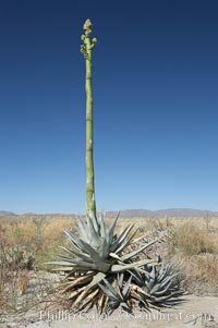 Desert agave, also known as the Century Plant, blooms in spring in Anza-Borrego Desert State Park. Desert agave is the only agave species to be found on the rocky slopes and flats bordering the Coachella Valley. It occurs over a wide range of elevations from 500 to over 4,000.  It is called century plant in reference to the amount of time it takes it to bloom. This can be anywhere from 5 to 20 years. They send up towering flower stalks that can approach 15 feet in height. Sending up this tremendous display attracts a variety of pollinators including bats, hummingbirds, bees, moths and other insects and nectar-eating birds, Agave deserti