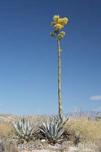 Desert agave, also known as the Century Plant, blooms in spring in Anza-Borrego Desert State Park. Desert agave is the only agave species to be found on the rocky slopes and flats bordering the Coachella Valley. It occurs over a wide range of elevations from 500 to over 4,000.  It is called century plant in reference to the amount of time it takes it to bloom. This can be anywhere from 5 to 20 years. They send up towering flower stalks that can approach 15 feet in height. Sending up this tremendous display attracts a variety of pollinators including bats, hummingbirds, bees, moths and other insects and nectar-eating birds, Agave deserti