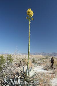 Desert agave, also known as the Century Plant, blooms in spring in Anza-Borrego Desert State Park. Desert agave is the only agave species to be found on the rocky slopes and flats bordering the Coachella Valley. It occurs over a wide range of elevations from 500 to over 4,000.  It is called century plant in reference to the amount of time it takes it to bloom. This can be anywhere from 5 to 20 years. They send up towering flower stalks that can approach 15 feet in height. Sending up this tremendous display attracts a variety of pollinators including bats, hummingbirds, bees, moths and other insects and nectar-eating birds, Agave deserti