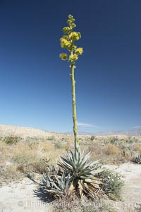 Desert agave, also known as the Century Plant, blooms in spring in Anza-Borrego Desert State Park. Desert agave is the only agave species to be found on the rocky slopes and flats bordering the Coachella Valley. It occurs over a wide range of elevations from 500 to over 4,000.  It is called century plant in reference to the amount of time it takes it to bloom. This can be anywhere from 5 to 20 years. They send up towering flower stalks that can approach 15 feet in height. Sending up this tremendous display attracts a variety of pollinators including bats, hummingbirds, bees, moths and other insects and nectar-eating birds, Agave deserti