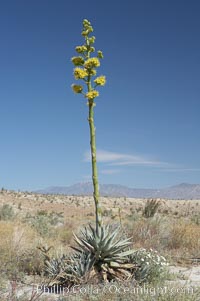 Desert agave, also known as the Century Plant, blooms in spring in Anza-Borrego Desert State Park. Desert agave is the only agave species to be found on the rocky slopes and flats bordering the Coachella Valley. It occurs over a wide range of elevations from 500 to over 4,000.  It is called century plant in reference to the amount of time it takes it to bloom. This can be anywhere from 5 to 20 years. They send up towering flower stalks that can approach 15 feet in height. Sending up this tremendous display attracts a variety of pollinators including bats, hummingbirds, bees, moths and other insects and nectar-eating birds, Agave deserti