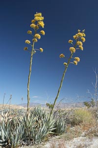 Desert agave, also known as the Century Plant, blooms in spring in Anza-Borrego Desert State Park. Desert agave is the only agave species to be found on the rocky slopes and flats bordering the Coachella Valley. It occurs over a wide range of elevations from 500 to over 4,000.  It is called century plant in reference to the amount of time it takes it to bloom. This can be anywhere from 5 to 20 years. They send up towering flower stalks that can approach 15 feet in height. Sending up this tremendous display attracts a variety of pollinators including bats, hummingbirds, bees, moths and other insects and nectar-eating birds, Agave deserti