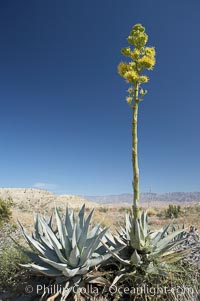 Desert agave, also known as the Century Plant, blooms in spring in Anza-Borrego Desert State Park. Desert agave is the only agave species to be found on the rocky slopes and flats bordering the Coachella Valley. It occurs over a wide range of elevations from 500 to over 4,000.  It is called century plant in reference to the amount of time it takes it to bloom. This can be anywhere from 5 to 20 years. They send up towering flower stalks that can approach 15 feet in height. Sending up this tremendous display attracts a variety of pollinators including bats, hummingbirds, bees, moths and other insects and nectar-eating birds, Agave deserti