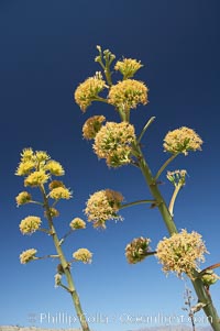 Desert agave, also known as the Century Plant, blooms in spring in Anza-Borrego Desert State Park. Desert agave is the only agave species to be found on the rocky slopes and flats bordering the Coachella Valley. It occurs over a wide range of elevations from 500 to over 4,000.  It is called century plant in reference to the amount of time it takes it to bloom. This can be anywhere from 5 to 20 years. They send up towering flower stalks that can approach 15 feet in height. Sending up this tremendous display attracts a variety of pollinators including bats, hummingbirds, bees, moths and other insects and nectar-eating birds, Agave deserti