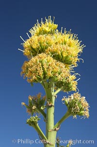 Desert agave, also known as the Century Plant, blooms in spring in Anza-Borrego Desert State Park. Desert agave is the only agave species to be found on the rocky slopes and flats bordering the Coachella Valley. It occurs over a wide range of elevations from 500 to over 4,000.  It is called century plant in reference to the amount of time it takes it to bloom. This can be anywhere from 5 to 20 years. They send up towering flower stalks that can approach 15 feet in height. Sending up this tremendous display attracts a variety of pollinators including bats, hummingbirds, bees, moths and other insects and nectar-eating birds, Agave deserti