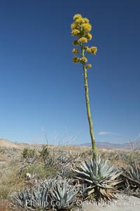 Desert agave, also known as the Century Plant, blooms in spring in Anza-Borrego Desert State Park. Desert agave is the only agave species to be found on the rocky slopes and flats bordering the Coachella Valley. It occurs over a wide range of elevations from 500 to over 4,000.  It is called century plant in reference to the amount of time it takes it to bloom. This can be anywhere from 5 to 20 years. They send up towering flower stalks that can approach 15 feet in height. Sending up this tremendous display attracts a variety of pollinators including bats, hummingbirds, bees, moths and other insects and nectar-eating birds, Agave deserti