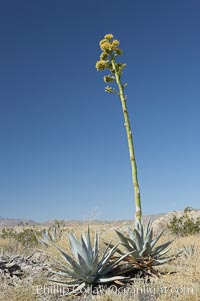 Desert agave, also known as the Century Plant, blooms in spring in Anza-Borrego Desert State Park. Desert agave is the only agave species to be found on the rocky slopes and flats bordering the Coachella Valley. It occurs over a wide range of elevations from 500 to over 4,000.  It is called century plant in reference to the amount of time it takes it to bloom. This can be anywhere from 5 to 20 years. They send up towering flower stalks that can approach 15 feet in height. Sending up this tremendous display attracts a variety of pollinators including bats, hummingbirds, bees, moths and other insects and nectar-eating birds, Agave deserti