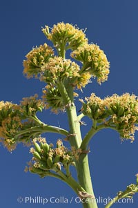 Desert agave, also known as the Century Plant, blooms in spring in Anza-Borrego Desert State Park. Desert agave is the only agave species to be found on the rocky slopes and flats bordering the Coachella Valley. It occurs over a wide range of elevations from 500 to over 4,000.  It is called century plant in reference to the amount of time it takes it to bloom. This can be anywhere from 5 to 20 years. They send up towering flower stalks that can approach 15 feet in height. Sending up this tremendous display attracts a variety of pollinators including bats, hummingbirds, bees, moths and other insects and nectar-eating birds, Agave deserti