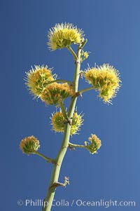 Desert agave, also known as the Century Plant, blooms in spring in Anza-Borrego Desert State Park. Desert agave is the only agave species to be found on the rocky slopes and flats bordering the Coachella Valley. It occurs over a wide range of elevations from 500 to over 4,000.  It is called century plant in reference to the amount of time it takes it to bloom. This can be anywhere from 5 to 20 years. They send up towering flower stalks that can approach 15 feet in height. Sending up this tremendous display attracts a variety of pollinators including bats, hummingbirds, bees, moths and other insects and nectar-eating birds, Agave deserti