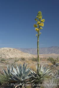 Desert agave, also known as the Century Plant, blooms in spring in Anza-Borrego Desert State Park. Desert agave is the only agave species to be found on the rocky slopes and flats bordering the Coachella Valley. It occurs over a wide range of elevations from 500 to over 4,000.  It is called century plant in reference to the amount of time it takes it to bloom. This can be anywhere from 5 to 20 years. They send up towering flower stalks that can approach 15 feet in height. Sending up this tremendous display attracts a variety of pollinators including bats, hummingbirds, bees, moths and other insects and nectar-eating birds, Agave deserti