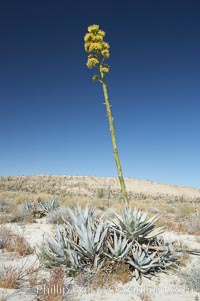 Desert agave, also known as the Century Plant, blooms in spring in Anza-Borrego Desert State Park. Desert agave is the only agave species to be found on the rocky slopes and flats bordering the Coachella Valley. It occurs over a wide range of elevations from 500 to over 4,000.  It is called century plant in reference to the amount of time it takes it to bloom. This can be anywhere from 5 to 20 years. They send up towering flower stalks that can approach 15 feet in height. Sending up this tremendous display attracts a variety of pollinators including bats, hummingbirds, bees, moths and other insects and nectar-eating birds, Agave deserti