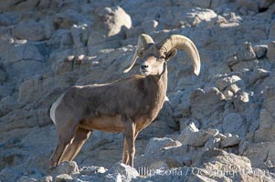 Desert bighorn sheep, male ram.  The desert bighorn sheep occupies dry, rocky mountain ranges in the Mojave and Sonoran desert regions of California, Nevada and Mexico.  The desert bighorn sheep is highly endangered in the United States, having a population of only about 4000 individuals, and is under survival pressure due to habitat loss, disease, over-hunting, competition with livestock, and human encroachment, Ovis canadensis nelsoni