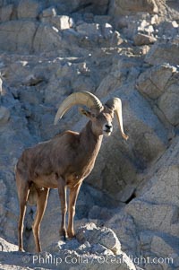 Desert bighorn sheep, male ram.  The desert bighorn sheep occupies dry, rocky mountain ranges in the Mojave and Sonoran desert regions of California, Nevada and Mexico.  The desert bighorn sheep is highly endangered in the United States, having a population of only about 4000 individuals, and is under survival pressure due to habitat loss, disease, over-hunting, competition with livestock, and human encroachment, Ovis canadensis nelsoni