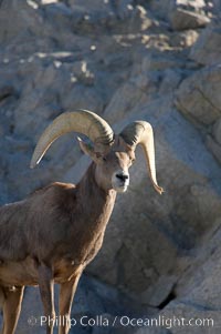 Desert bighorn sheep, male ram.  The desert bighorn sheep occupies dry, rocky mountain ranges in the Mojave and Sonoran desert regions of California, Nevada and Mexico.  The desert bighorn sheep is highly endangered in the United States, having a population of only about 4000 individuals, and is under survival pressure due to habitat loss, disease, over-hunting, competition with livestock, and human encroachment, Ovis canadensis nelsoni