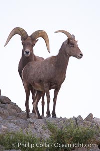 Desert bighorn sheep, male ram and female ewe.  The desert bighorn sheep occupies dry, rocky mountain ranges in the Mojave and Sonoran desert regions of California, Nevada and Mexico.  The desert bighorn sheep is highly endangered in the United States, having a population of only about 4000 individuals, and is under survival pressure due to habitat loss, disease, over-hunting, competition with livestock, and human encroachment, Ovis canadensis nelsoni