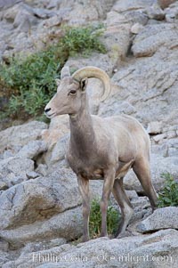 Desert bighorn sheep, young/immature male ram.  The desert bighorn sheep occupies dry, rocky mountain ranges in the Mojave and Sonoran desert regions of California, Nevada and Mexico.  The desert bighorn sheep is highly endangered in the United States, having a population of only about 4000 individuals, and is under survival pressure due to habitat loss, disease, over-hunting, competition with livestock, and human encroachment, Ovis canadensis nelsoni