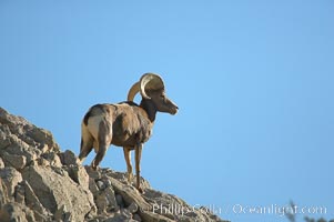 Desert bighorn sheep, male ram.  The desert bighorn sheep occupies dry, rocky mountain ranges in the Mojave and Sonoran desert regions of California, Nevada and Mexico.  The desert bighorn sheep is highly endangered in the United States, having a population of only about 4000 individuals, and is under survival pressure due to habitat loss, disease, over-hunting, competition with livestock, and human encroachment, Ovis canadensis nelsoni