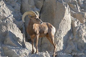 Desert bighorn sheep, male ram.  The desert bighorn sheep occupies dry, rocky mountain ranges in the Mojave and Sonoran desert regions of California, Nevada and Mexico.  The desert bighorn sheep is highly endangered in the United States, having a population of only about 4000 individuals, and is under survival pressure due to habitat loss, disease, over-hunting, competition with livestock, and human encroachment, Ovis canadensis nelsoni