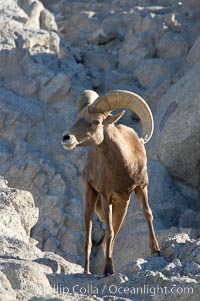 Desert bighorn sheep, male ram.  The desert bighorn sheep occupies dry, rocky mountain ranges in the Mojave and Sonoran desert regions of California, Nevada and Mexico.  The desert bighorn sheep is highly endangered in the United States, having a population of only about 4000 individuals, and is under survival pressure due to habitat loss, disease, over-hunting, competition with livestock, and human encroachment, Ovis canadensis nelsoni