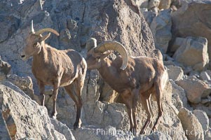 Desert bighorn sheep, male ram and female ewe.  The desert bighorn sheep occupies dry, rocky mountain ranges in the Mojave and Sonoran desert regions of California, Nevada and Mexico.  The desert bighorn sheep is highly endangered in the United States, having a population of only about 4000 individuals, and is under survival pressure due to habitat loss, disease, over-hunting, competition with livestock, and human encroachment, Ovis canadensis nelsoni